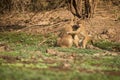 Yellow baboon baby Royalty Free Stock Photo