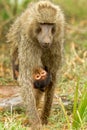 Yellow Baboon