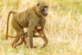 Yellow Baboon