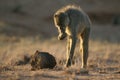 Yellow baboon foraging