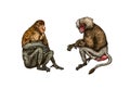 Yellow baboon and Proboscis monkey or long nosed animal in vintage style. Hand drawn engraved sketch in woodcut style.