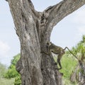 Yellow baboon in tree