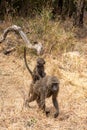 Yellow Baboon troop in natural protected habitat in southern Tanzania