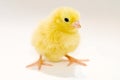 Yellow baby chick Royalty Free Stock Photo