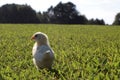 Yellow Baby Chick in a Green Field Royalty Free Stock Photo