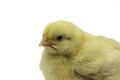 Yellow Baby Chick Side view Close-up Royalty Free Stock Photo