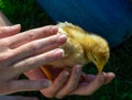 Yellow baby chick sitting on the palm of a hand. Royalty Free Stock Photo