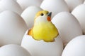 Yellow baby chick toy in empty egg shell among white eggs in cardboard tray closeup Royalty Free Stock Photo