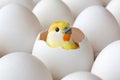 Yellow baby chick toy in empty egg shell among white eggs in cardboard tray closeup Royalty Free Stock Photo
