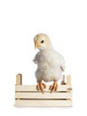 Yellow baby chick on white Royalty Free Stock Photo