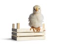 Yellow baby chick on white Royalty Free Stock Photo