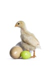 Yellow baby chick on white Royalty Free Stock Photo