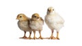Yellow baby chick on white Royalty Free Stock Photo