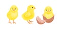 Yellow baby chicken. Set of vector cartoon illustration of cute birds