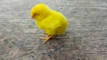 Yellow Baby Chicken Sleepy Royalty Free Stock Photo