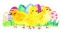 Yellow baby chickens with painted easter eggs and grass. Hand drawn watercolor cartoon sketch illustration Royalty Free Stock Photo