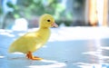 A yellow baby duck