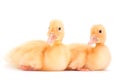 Yellow baby duck Royalty Free Stock Photo