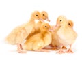 Yellow baby duck Royalty Free Stock Photo