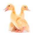 Yellow baby duck Royalty Free Stock Photo