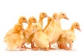 Yellow baby duck Royalty Free Stock Photo