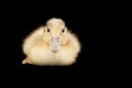 Yellow baby duck isolated on black background Royalty Free Stock Photo