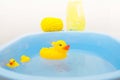 Yellow baby ducks swim in a blue basin. Concept for washing baby clothes or bathing.Soft and Selective focus Royalty Free Stock Photo