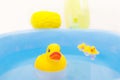 Yellow baby ducks swim in a blue basin. Concept for washing baby clothes or bathing.Soft and Selective focus Royalty Free Stock Photo