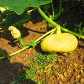 Yellow baby pumpkin