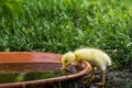 yellow baby running duck dip the beak in a water bowl Royalty Free Stock Photo