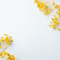 Yellow baby`s breath, gypsophila dry flowers on light blue background Royalty Free Stock Photo