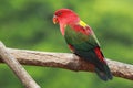 Yellow-back chattering lory Royalty Free Stock Photo
