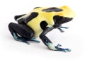 Yellow back poison dart frog Royalty Free Stock Photo