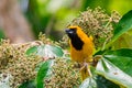 Yellow-backed Oriole Royalty Free Stock Photo