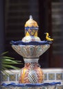 Yellow-Backed Oriole on a water fountain in Puerta Aventuras, Mexico