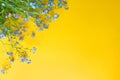 Yellow background with blue flowers of forget-me-nots. Copy space, place for text, template, mocap