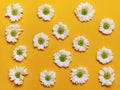 Yellow background with chamomile. Daisies on bright trendy color backdrop. Minimalism concept