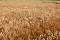 Yellow background with golden wheat ears of wheat ripened for harvest