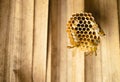 Bees, wasps build a nest together, filled with eggs