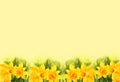 Yellow background with watercolour yellow narcissus, spring flowers, hand drawn sketch, romantic
