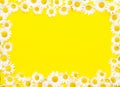 Yellow background with white beautiful daisies