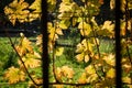 Yellow backlighted vine leaf in vineyard in the autumn