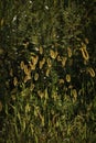 Yellow backlit weeds Royalty Free Stock Photo