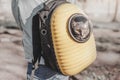 yellow backpack with a transparent window porthole for walking and carrying cats. Concept of a hiking with pet in park or