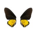 Yellow and balck butterfly wing