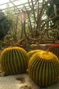 Yellow ball cactus in the desert garden, Nongnuch garden, Pattaya, Thailand