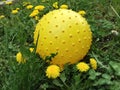 Yellow ball with yelow flowers Royalty Free Stock Photo
