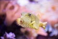 Yellow balloon fish in the aquarium with a colorful background Royalty Free Stock Photo