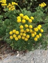 Yellow balls of color Royalty Free Stock Photo