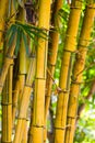 Yellow bamboo.